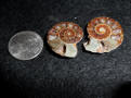 Ammonite Pairs for Sale