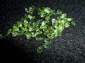 Peridot Faceted Gemstones for Sale